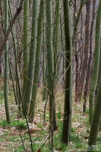 凤不栖朽木,探寻凤栖朽木的传奇故事